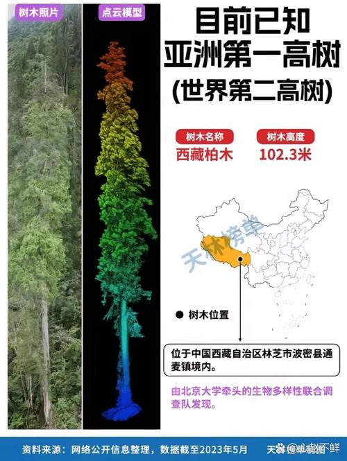 世界上比较高的树1000米图片？世界上比较高的树是多少？  第4张