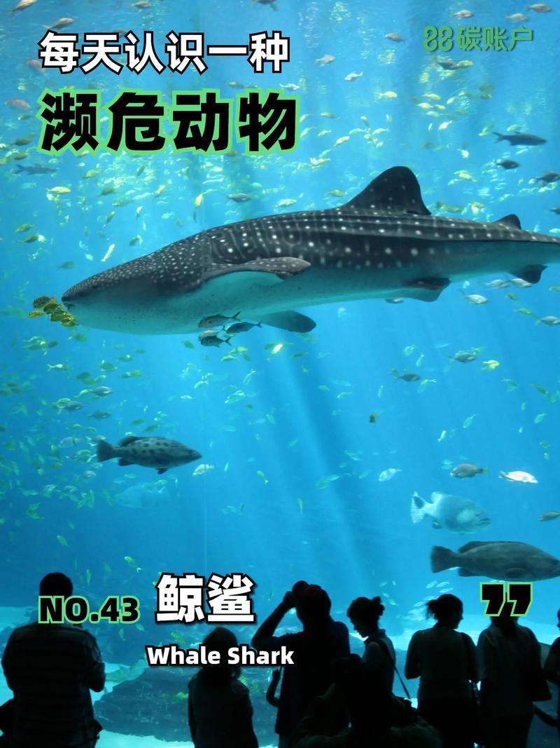 世界上最大的鱼多少斤，世界上最大的鱼体重是多少  第6张