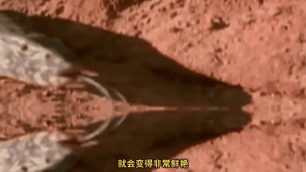 罗布泊巨型食人蜥蜴，罗布泊炸出食人巨蜥？  第6张