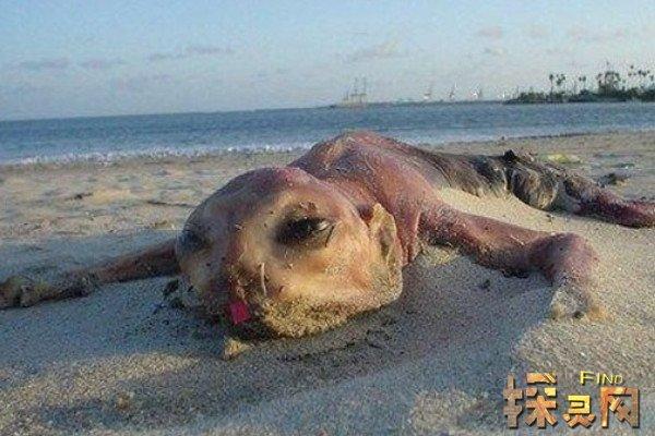罗布泊食人蜥蜴与核爆，罗布泊恐怖生物照片揭秘体型巨大吃人的生物是什么  第4张