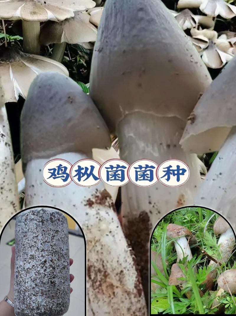 金平特产美食介绍，金平县前十特产  第1张