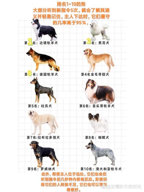 世界上最贵的狗是什么狗，世界上最贵的狗是什么狗?  第2张