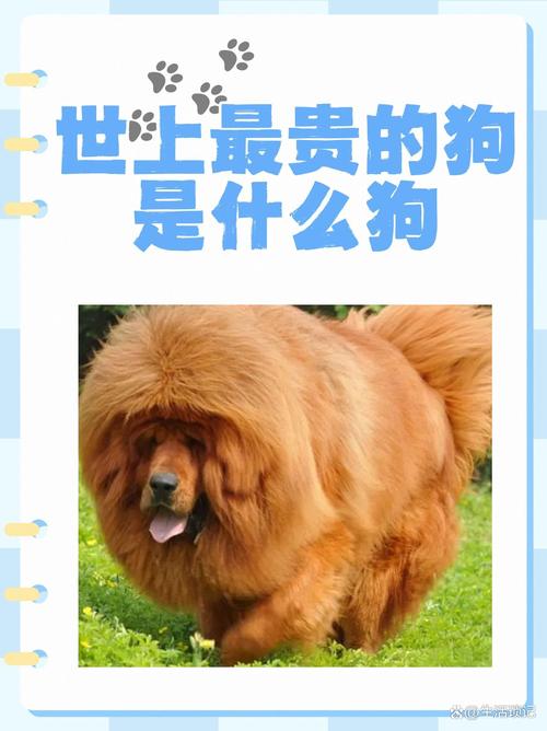世界上最贵的狗是什么狗，世界上最贵的狗是什么狗?  第3张