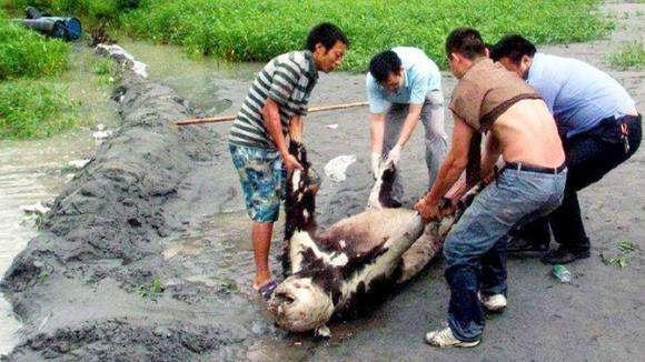 巨人观图片死尸，巨人观图片原图恐怖  第6张
