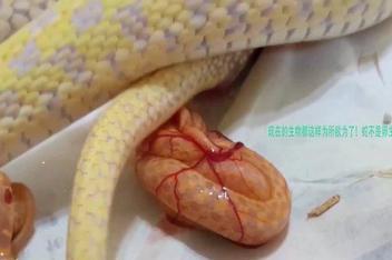 一个女人生了一肚子蛇，一个女人生了一肚子蛇是真实的吗？  第2张