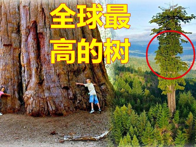 世界上比较高的树是哪棵树？世界上比较高的树是哪棵树呢？  第6张