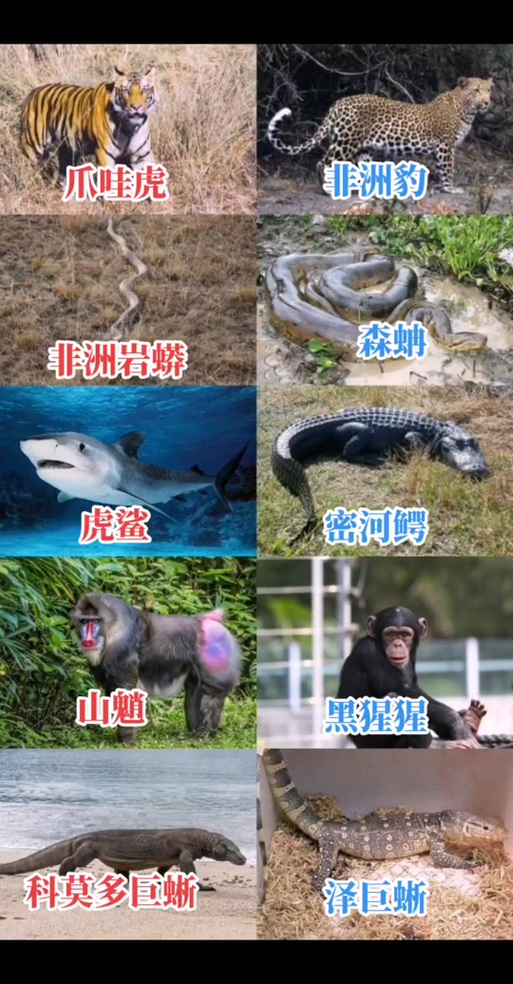 爪哇虎吃科莫多巨蜥不会被毒死吗，爪哇虎吃科莫多巨蜥不会被毒死吗视频  第1张