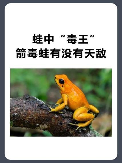 箭毒蛙的毒液，箭毒蛙的毒液动画片？  第3张