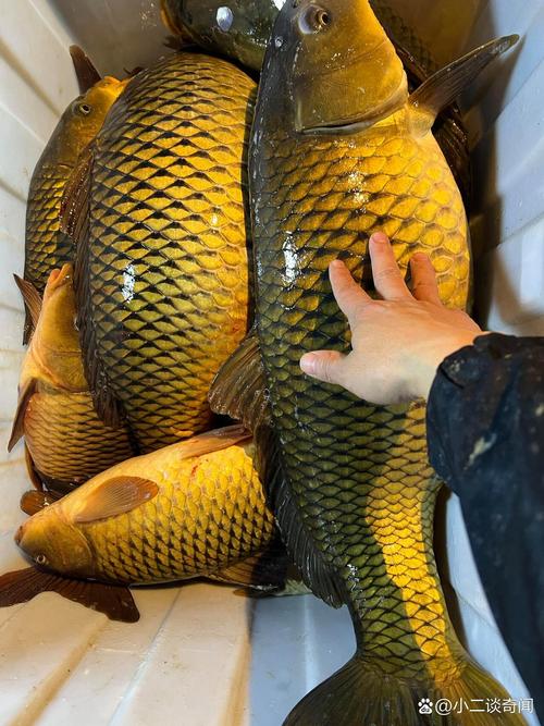 介绍家乡小浪底美食特产？小浪底有什么特色？  第4张