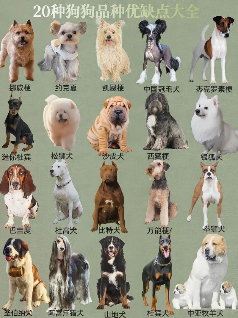 哈士奇笑脸照诡异？哈士奇诡异笑容？  第2张