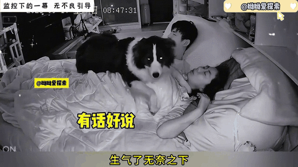 哈士奇笑脸照诡异？哈士奇诡异笑容？  第5张