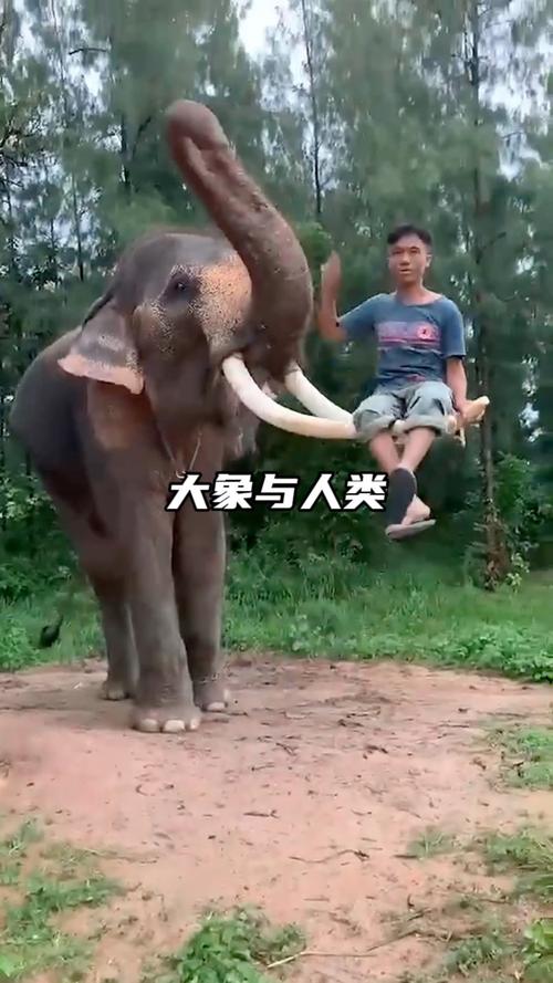 非洲象人族为什么下面那么长，非洲象人族如何繁衍后代  第2张