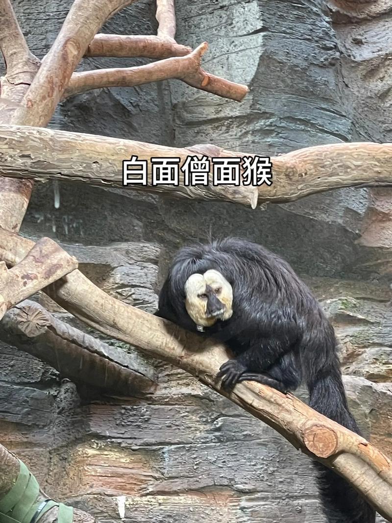 世界上最恐怖的动物园，世界上最恐怖的动物园你到底是哪个吗给我找一找？  第3张