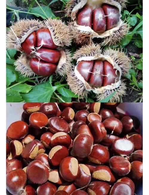 河北特产美食推荐测评图，河北前十特产美食？  第3张