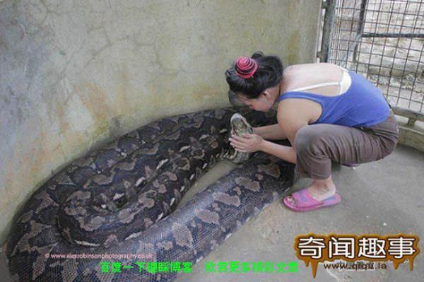 真实大蛇照片？真实大蛇事件？  第6张