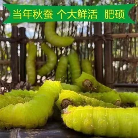 丹东特产美食做法，丹东特产小吃  第5张