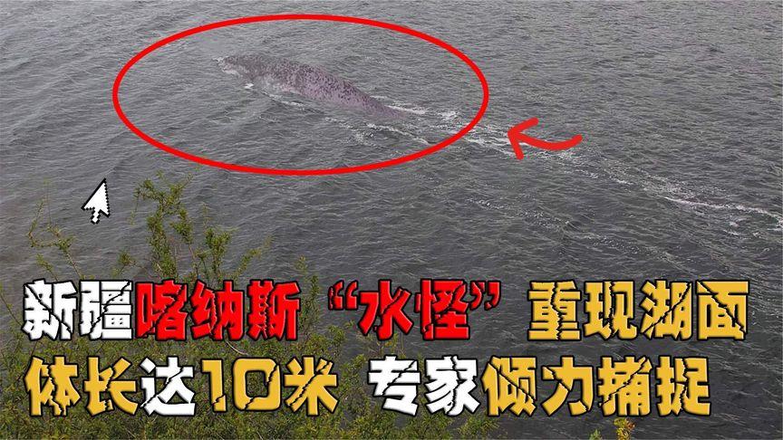 喀纳斯湖水怪完整版视频，喀纳斯湖水怪到底是啥？  第3张