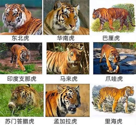 爪哇虎和东北虎区别，爪哇虎厉害吗？  第2张
