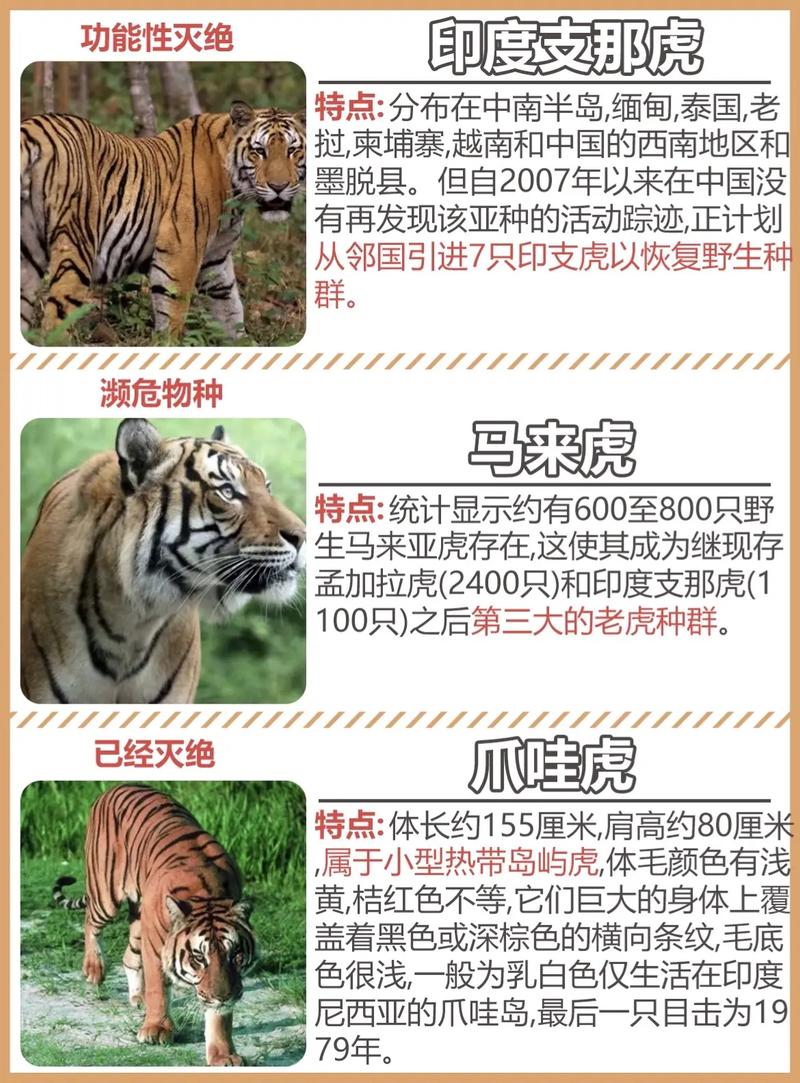 爪哇虎和东北虎区别，爪哇虎厉害吗？  第3张