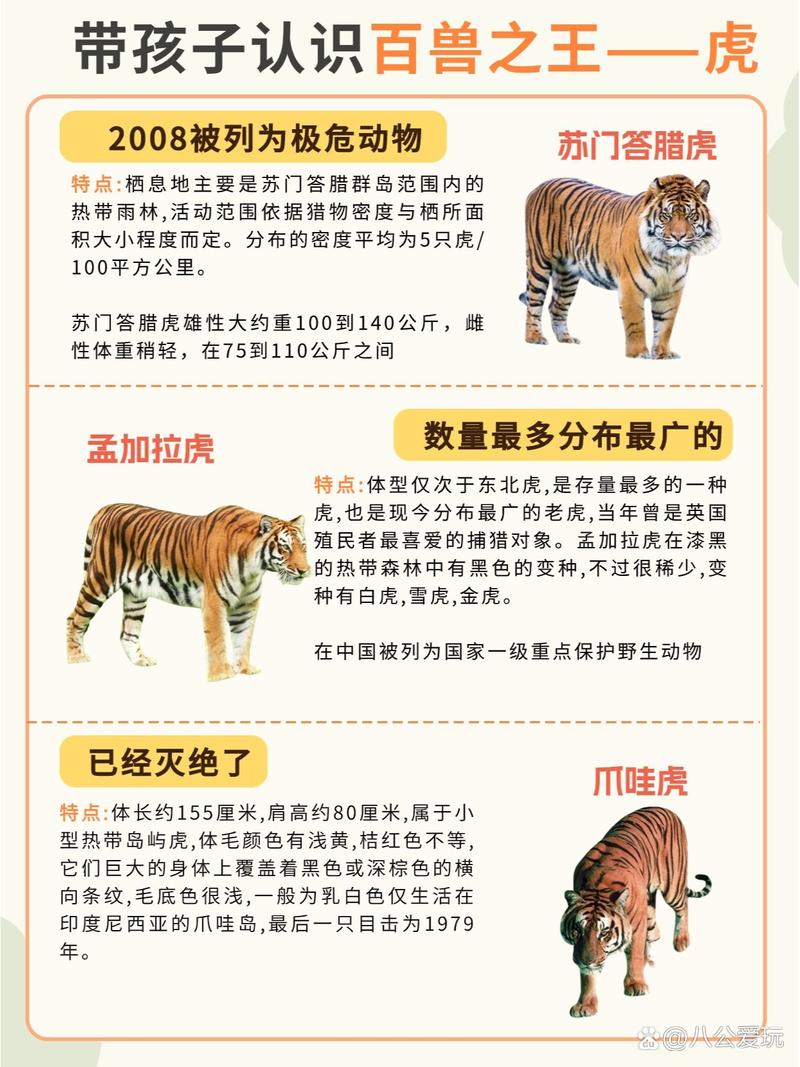 爪哇虎和东北虎区别，爪哇虎厉害吗？  第4张