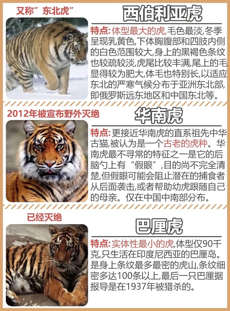 爪哇虎和东北虎区别，爪哇虎厉害吗？  第6张