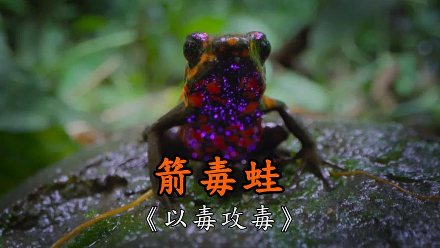 火焰箭毒蛙，箭毒蛙喷射毒液  第2张