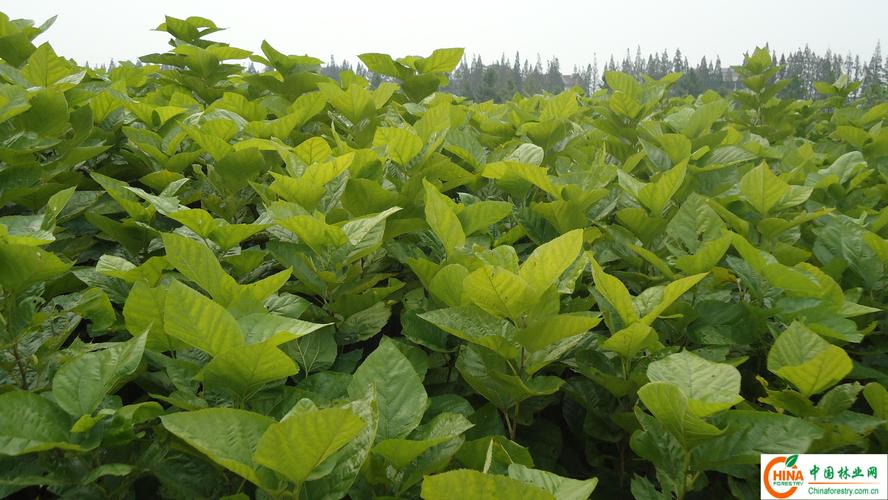 桑植天气十五天预报，桑植县天气预报十五天  第3张