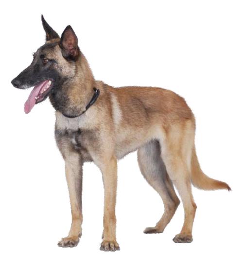 大乔治犬咬人吗，英国大乔治狗？  第2张