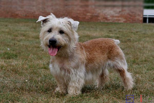 大乔治犬咬人吗，英国大乔治狗？  第3张