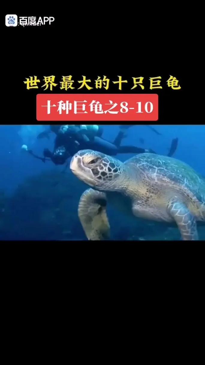 世界上最大的棱皮龟，体型最大的海龟是棱皮龟  第3张