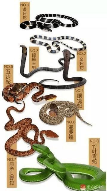 真足蛇长什么样子，真足蛇有几条腿  第5张