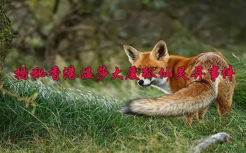 81香港温莎大厦狐仙事件，81年香港温莎大厦狐仙？  第6张