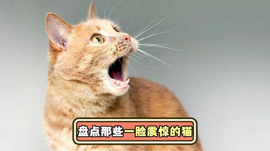 日本恐怖的微笑猫？日本恐怖的微笑猫咪？  第2张