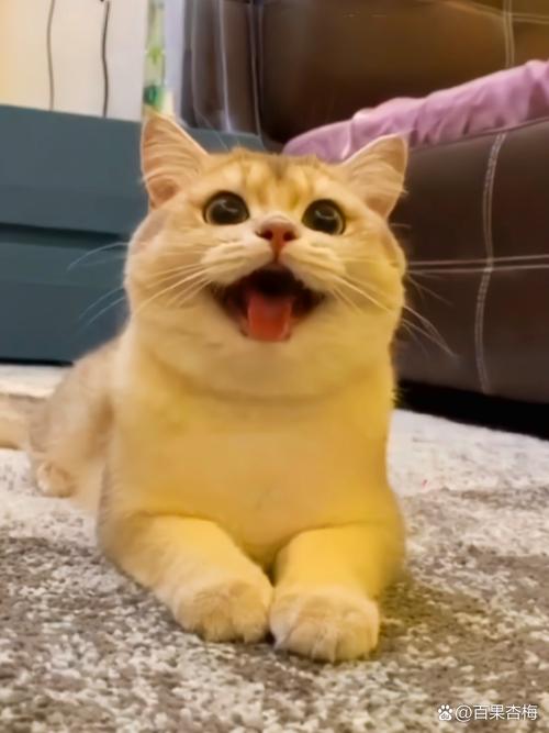 日本恐怖的微笑猫？日本恐怖的微笑猫咪？  第3张