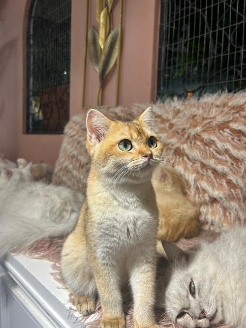 日本恐怖的微笑猫？日本恐怖的微笑猫咪？  第5张
