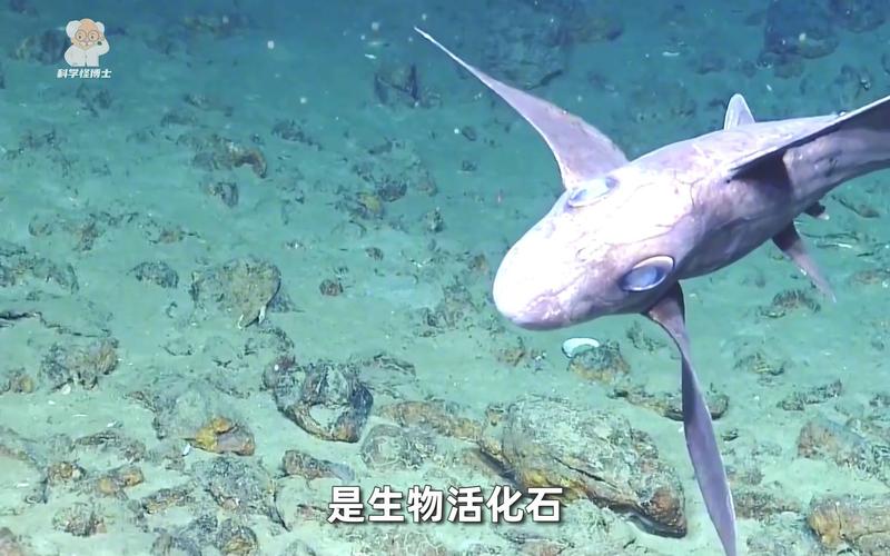 史前最恐怖的10种鱼，史前最恐怖的10种鱼视频？  第6张