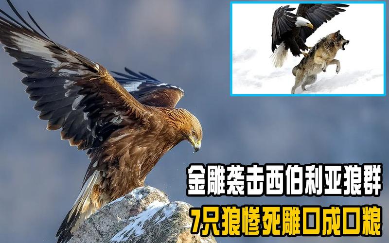 老鹰吃人残忍图？老鹰吃人残忍图片？  第2张