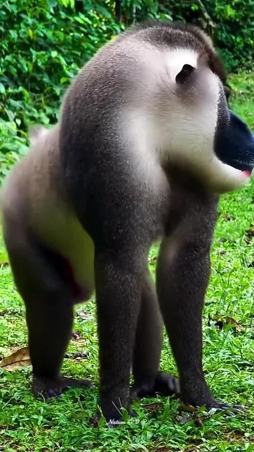 世界上最大的猴子叫什么，世界上最大的猴子叫什么名字？  第5张