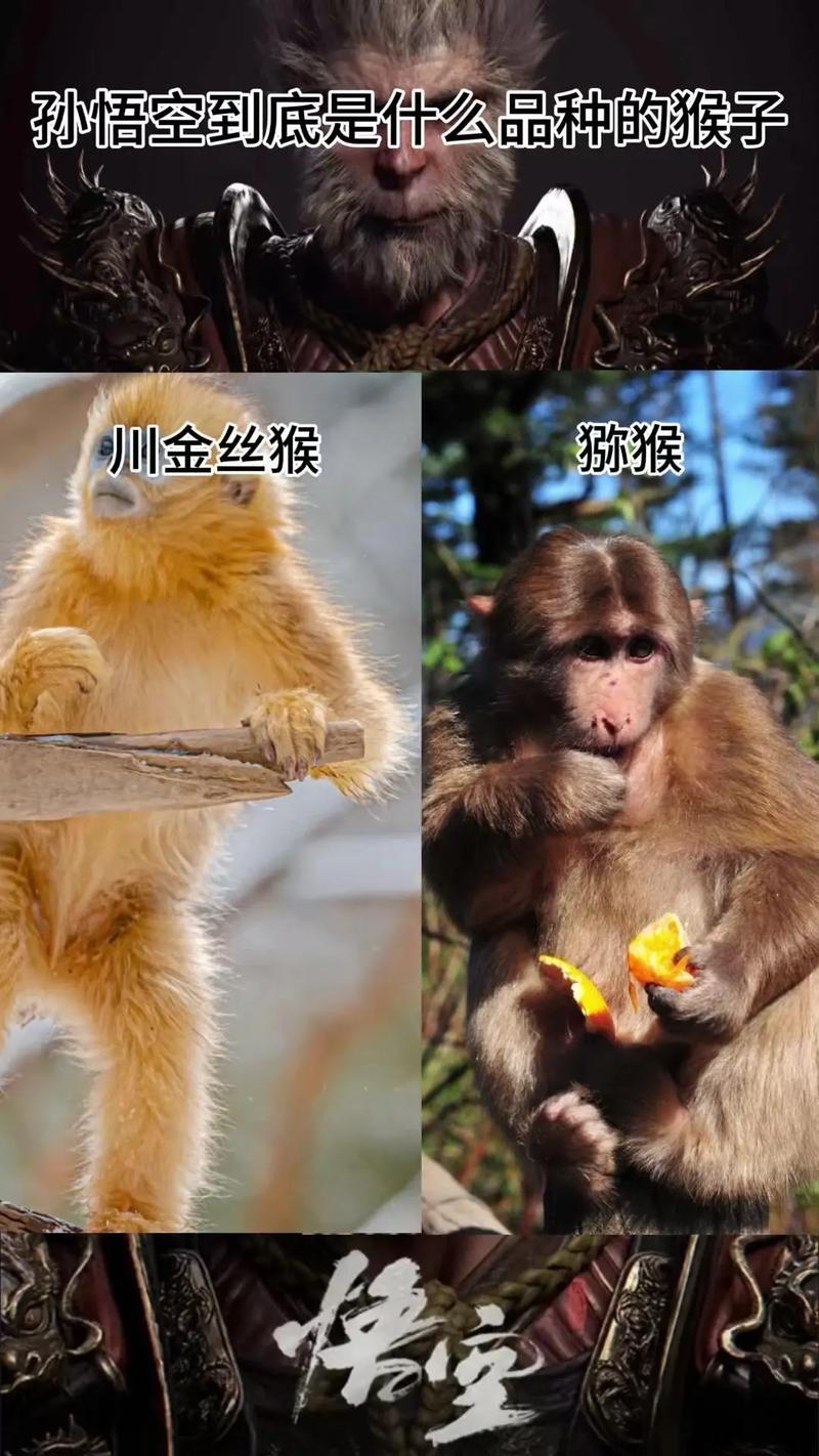 世界上最大的猴子叫什么，世界上最大的猴子叫什么名字？  第6张