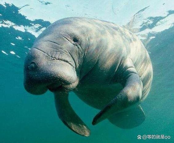 十种灭绝的可怕海洋动物，前十名灭绝的海洋生物  第2张