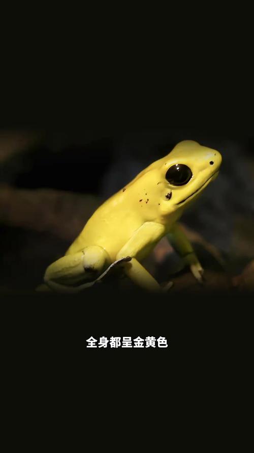 黄金箭毒蛙究竟有多毒，黄金箭毒蛙大战蜈蚣？  第6张