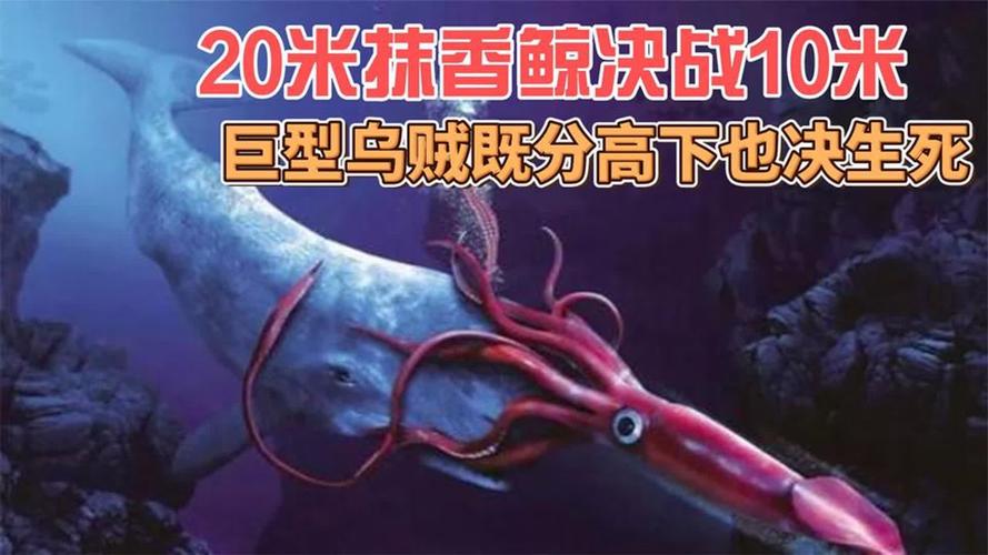 大王乌贼和抹香鲸搏斗视频，大王乌贼和抹香鲸的战斗视频  第1张
