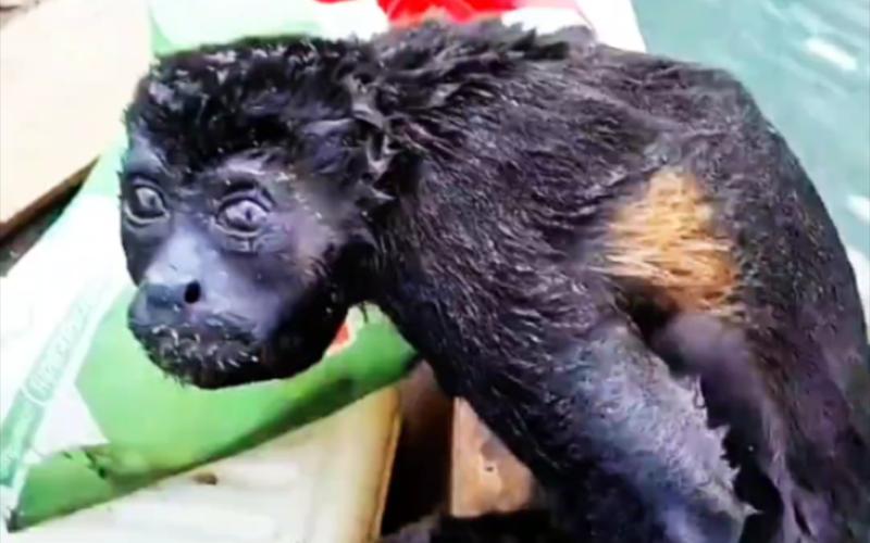 水猴子长什么样子？水猴子长什么样子真实？  第2张