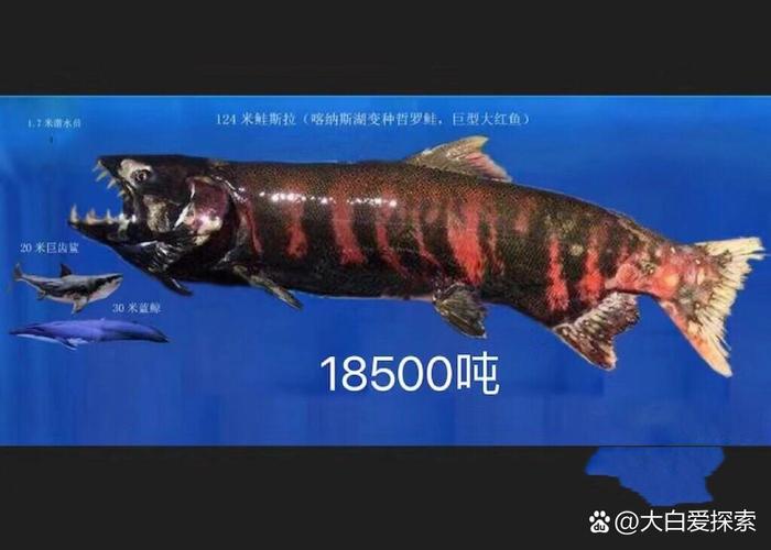 15米巨型哲罗鲑真假，124米的哲罗鲑  第4张