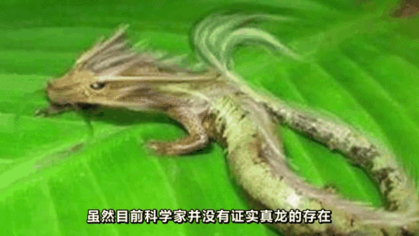北京掉下两条真龙视频，东北掉下一条真龙视频  第6张