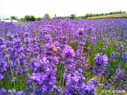 喀拉峻草原天气预报，喀拉峻草原天气预报30天查询  第6张