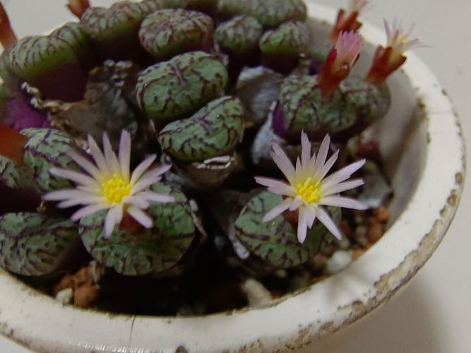 世界上最小的花是无花果吗？世界上最小的 花？  第1张