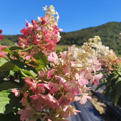 世界上最小的花是无花果吗？世界上最小的 花？  第3张