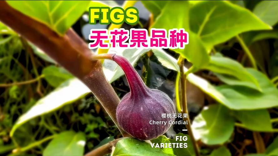 世界上最小的花是无花果吗？世界上最小的 花？  第4张
