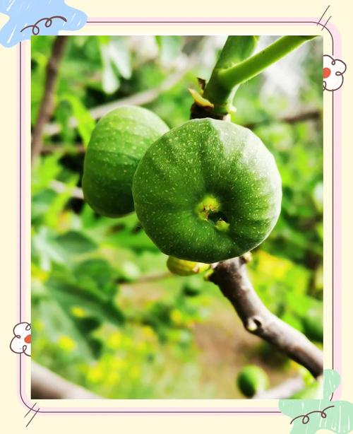 世界上最小的花是无花果吗？世界上最小的 花？  第5张